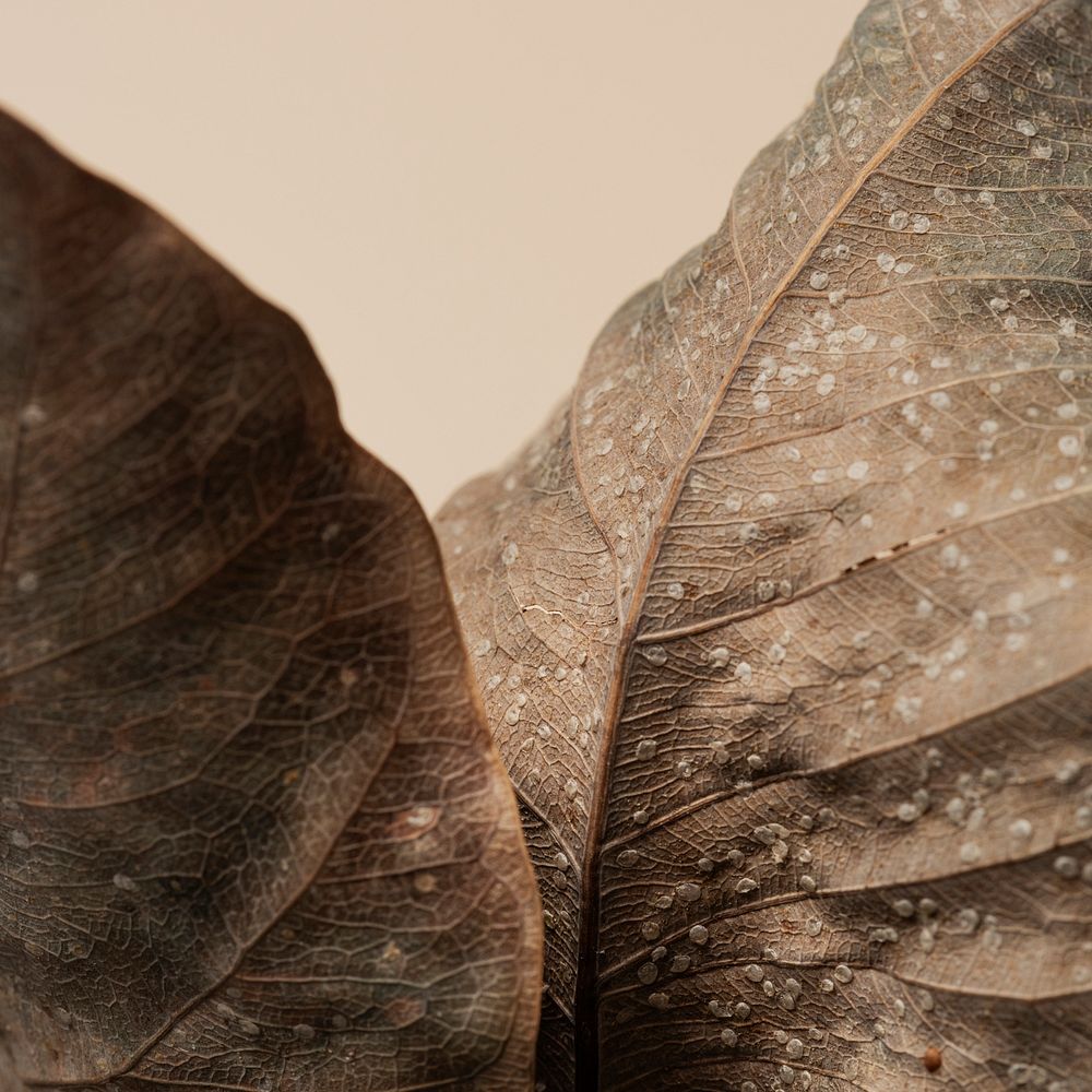 Dried Bodhi leaves textured background