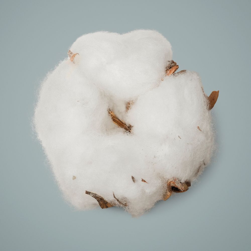 Dried fluffy cotton flower on a gray background mockup