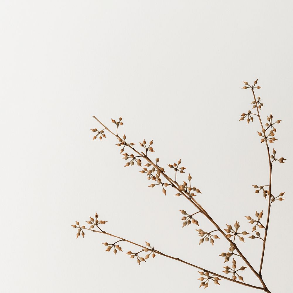 Dry flower branch on an off white  background