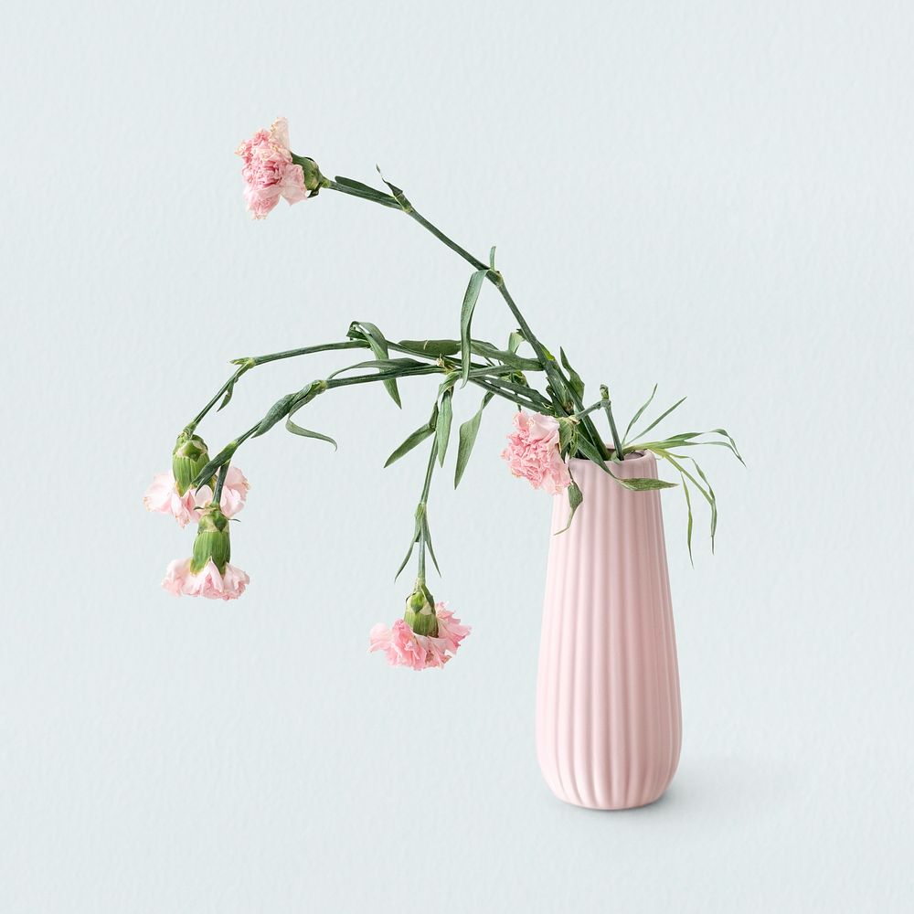 Withered pink carnation in a pink vase on a light blue background