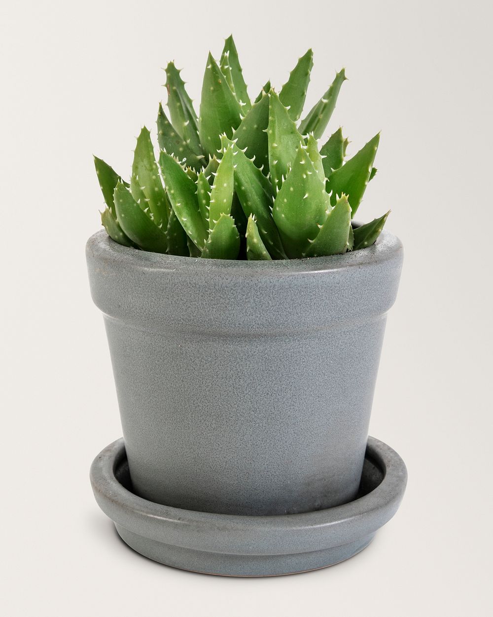 Aloe mockup psd in a ceramic pot