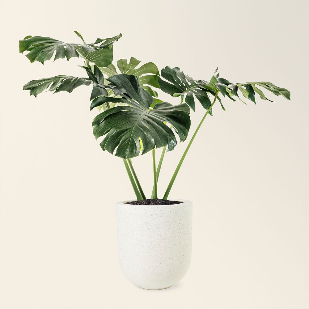 Monstera plant mockup psd in a ceramic pot