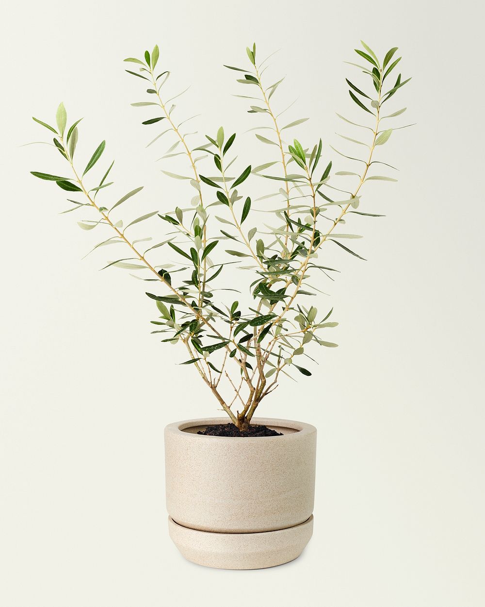 Olive plant mockup psd in a ceramic pot