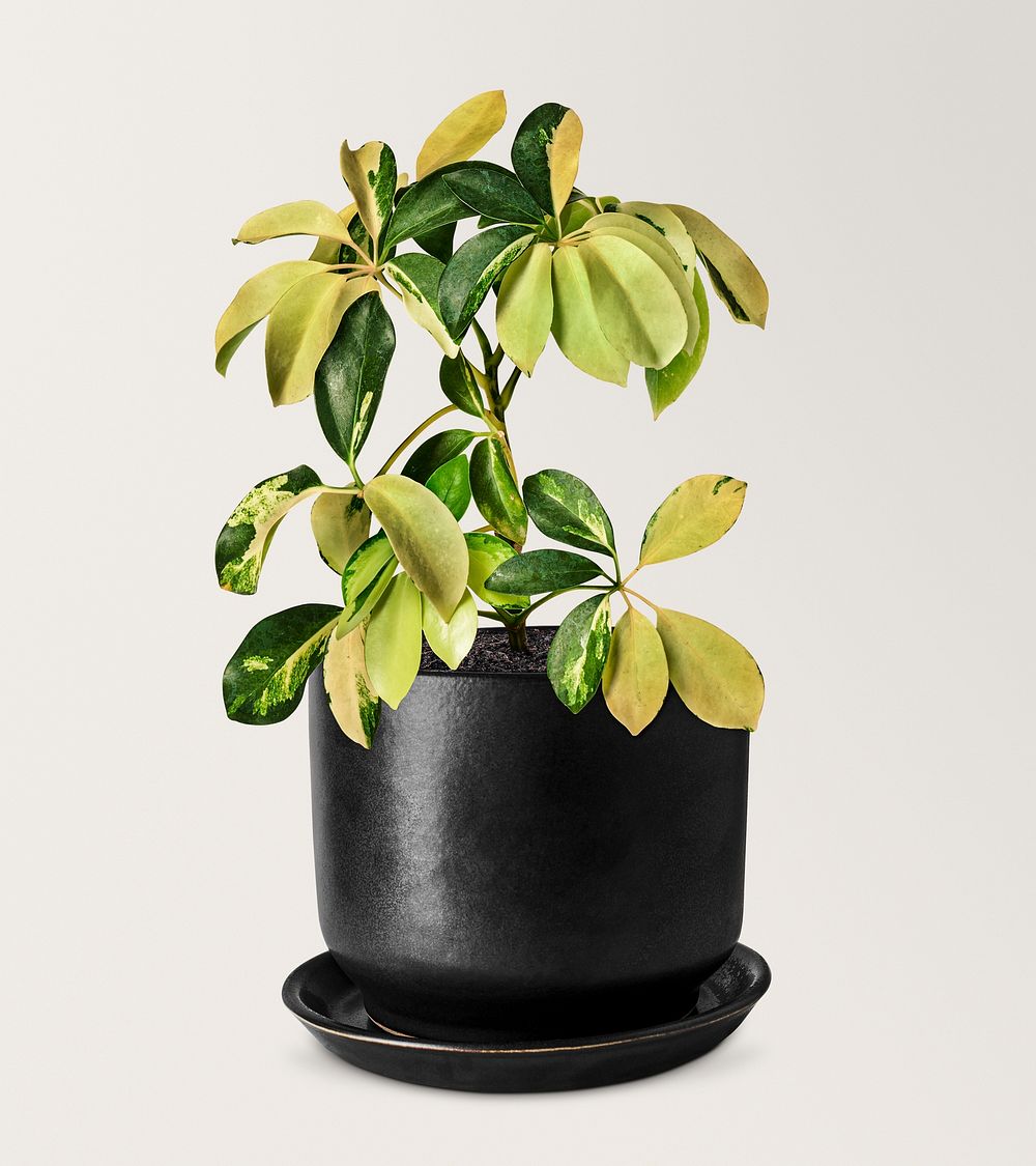 Umbrella plant mockup psd in a ceramic pot