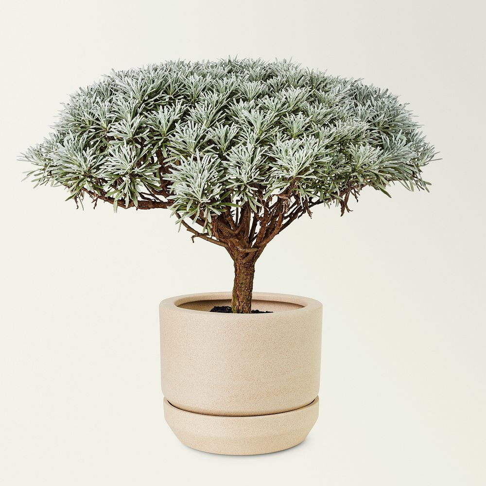 Crossostephium bonsai plant mockup psd