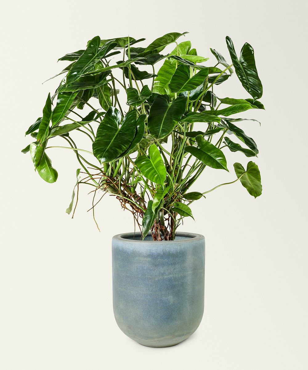 Philodendron burle marx in a ceramic pot