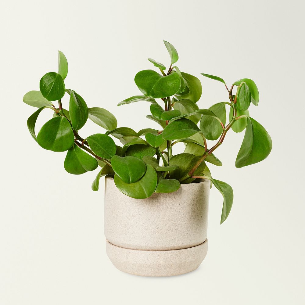 Baby rubber plant mockup psd