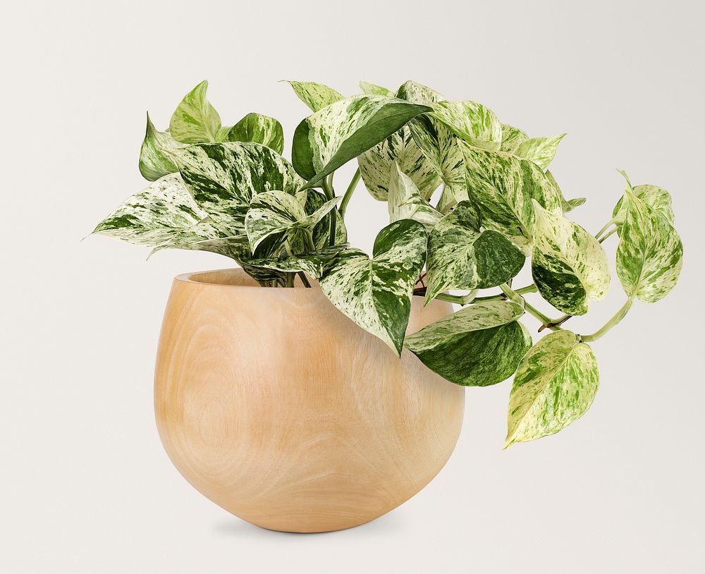 Marble queen pothos mockup psd in ceramic pot