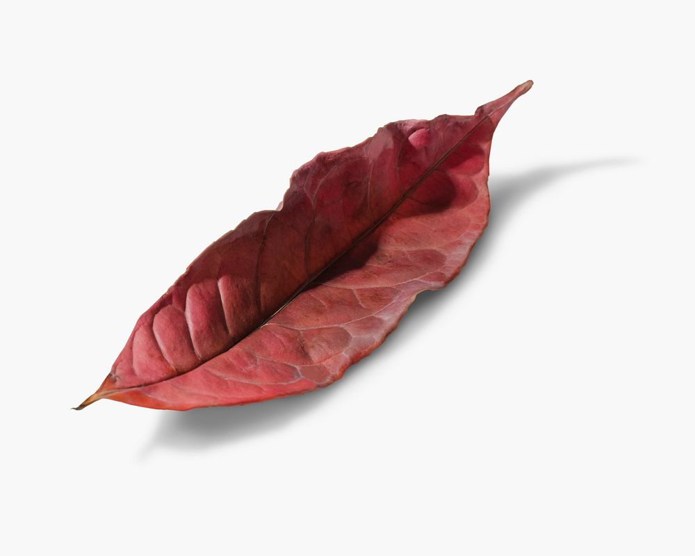 Red autumn leaf mockup psd on white background