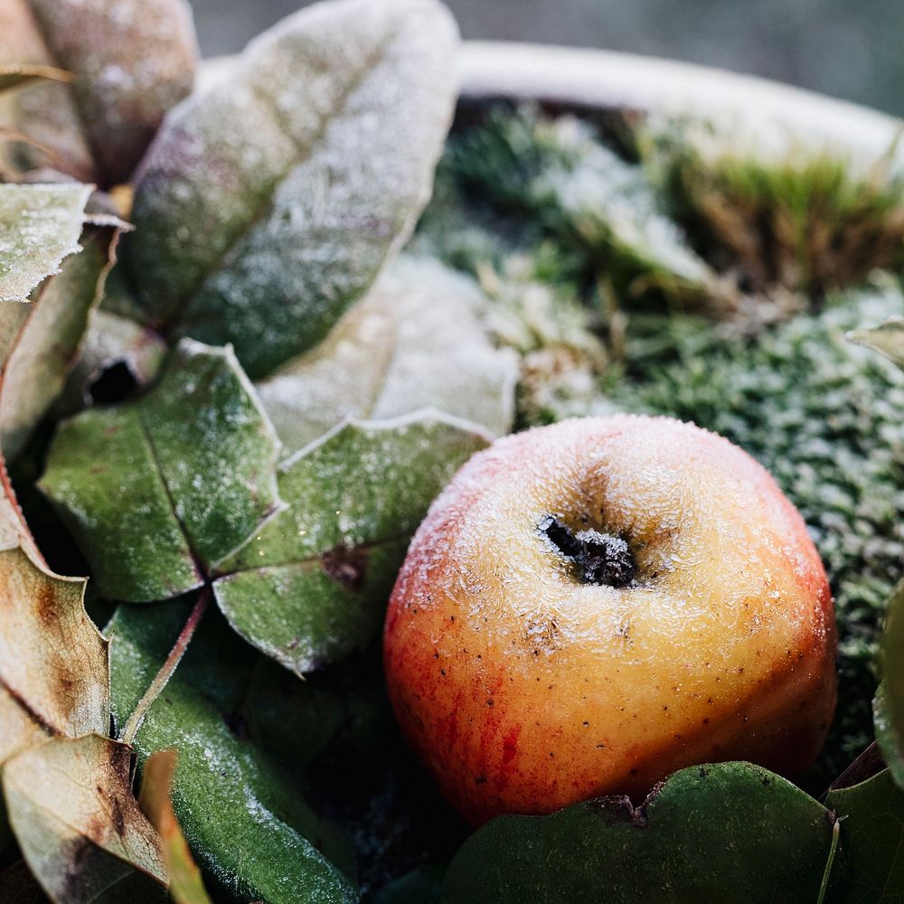 Frost on leaves and apple on a cold winter day