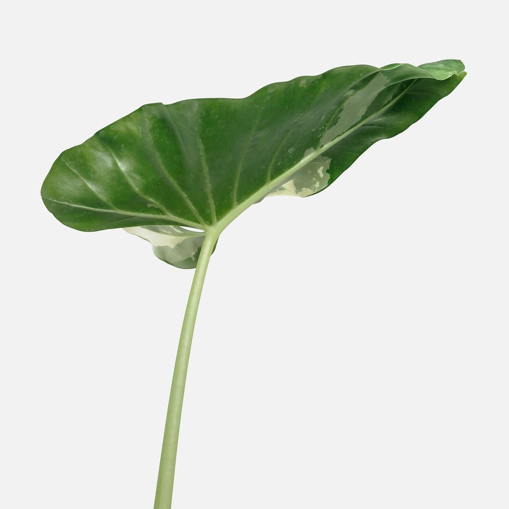 Arrowleaf elephant ear leaf isolated on an off white background