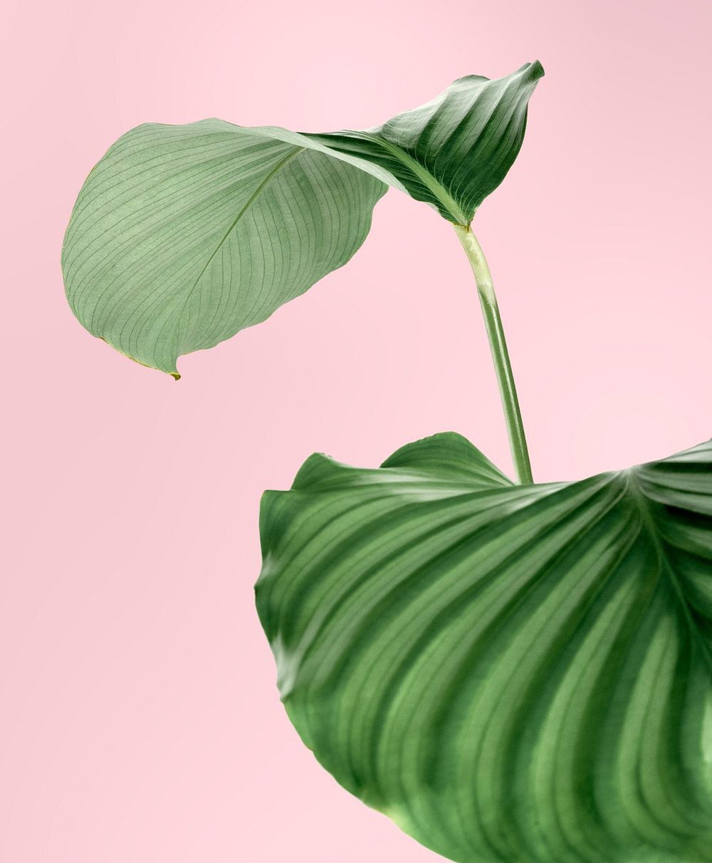 Calathea Orbifolia leaves on a pink background
