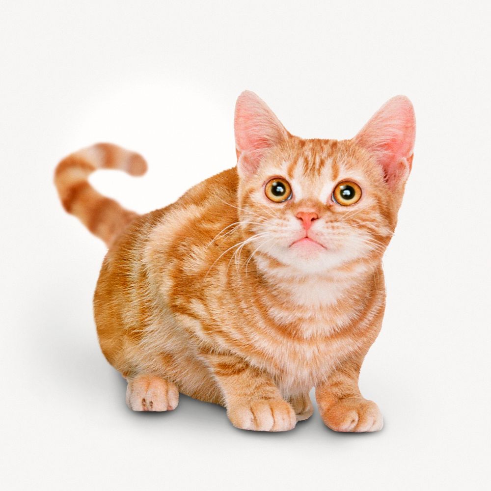 Ginger cat, pet isolated image on white background