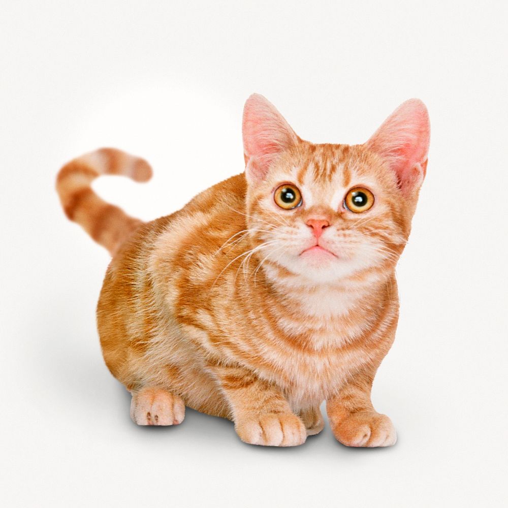 Ginger cat sticker, pet animal collage element psd