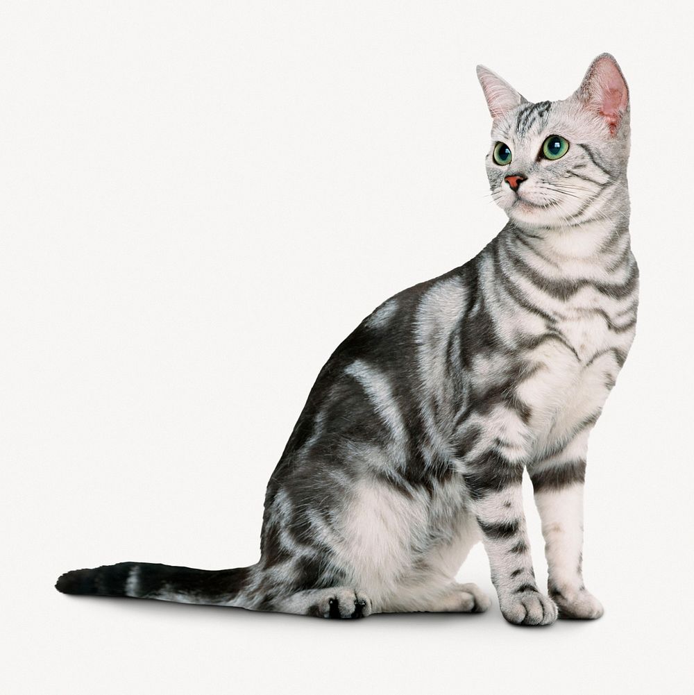 American Shorthair cat sticker, pet collage element psd