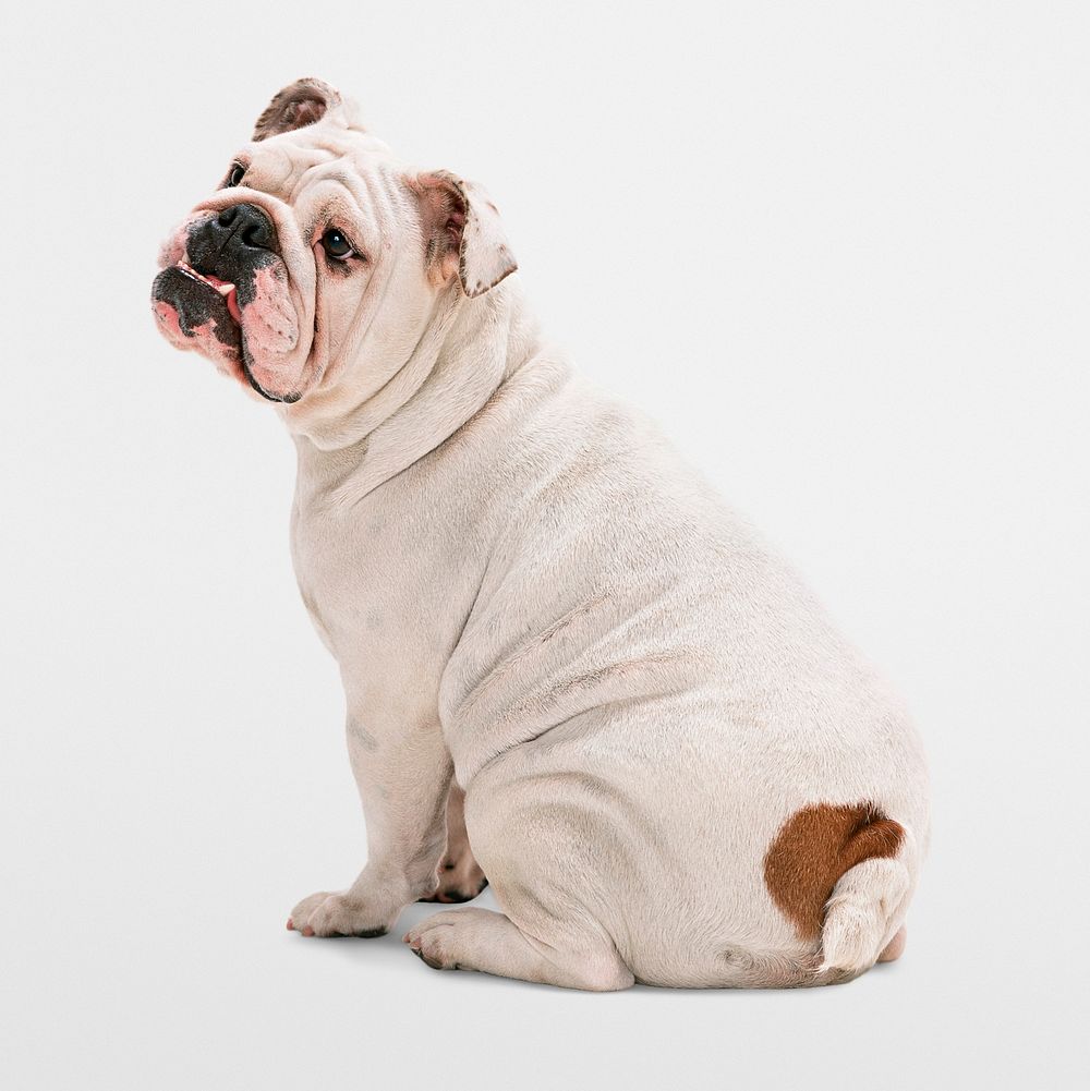 English bulldog sitting, white background