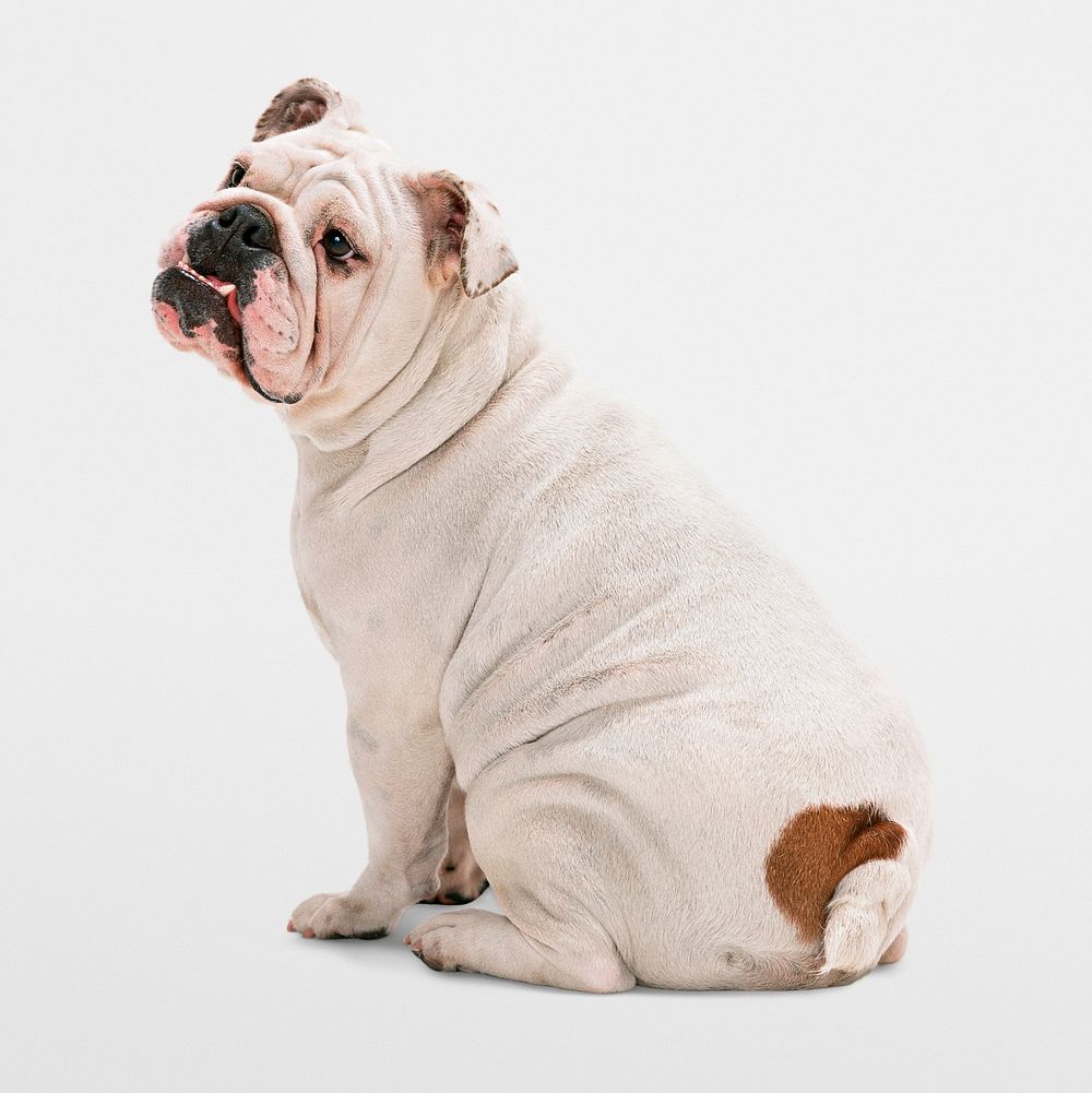 Dog sticker, English bulldog, animal psd