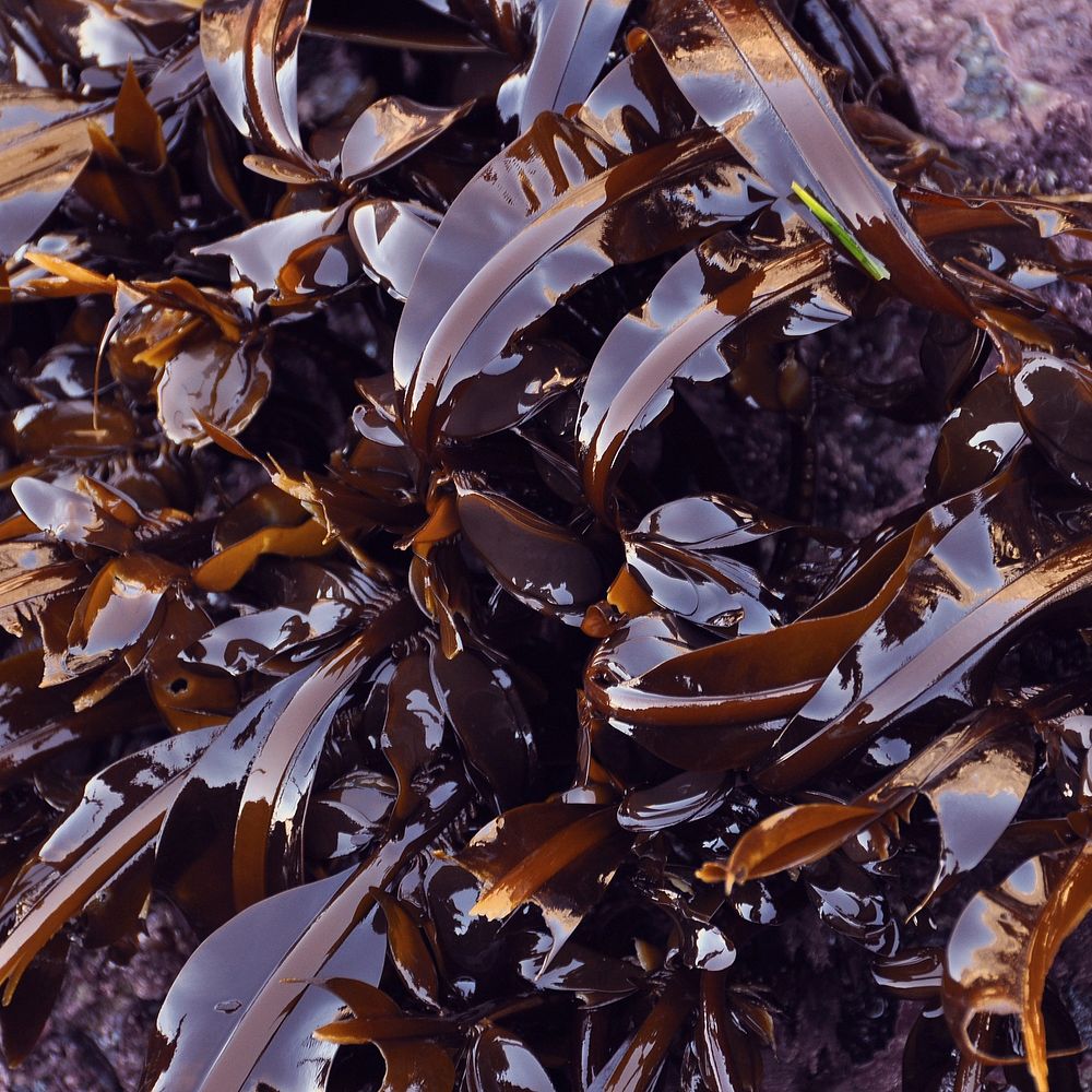 Free fresh seaweed image, public domain seafood CC0 photo.