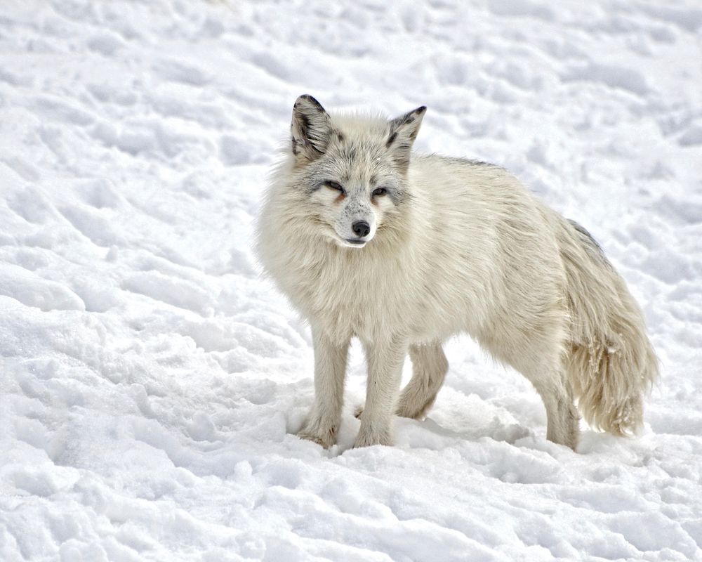 Free arctic fox walking on snow image, public domain animal CC0 photo.