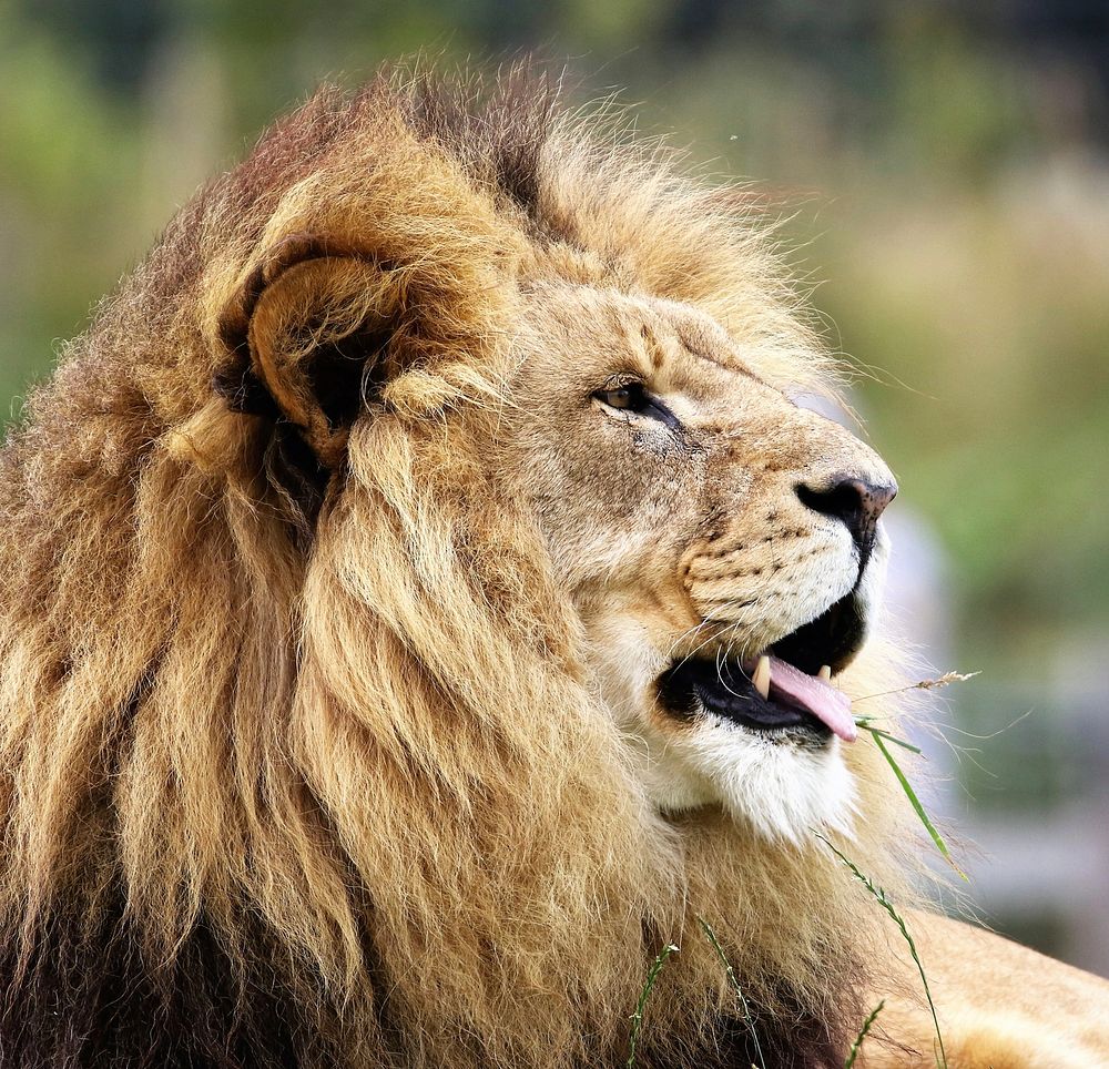 Free lion image, public domain wild animal CC0 photo.