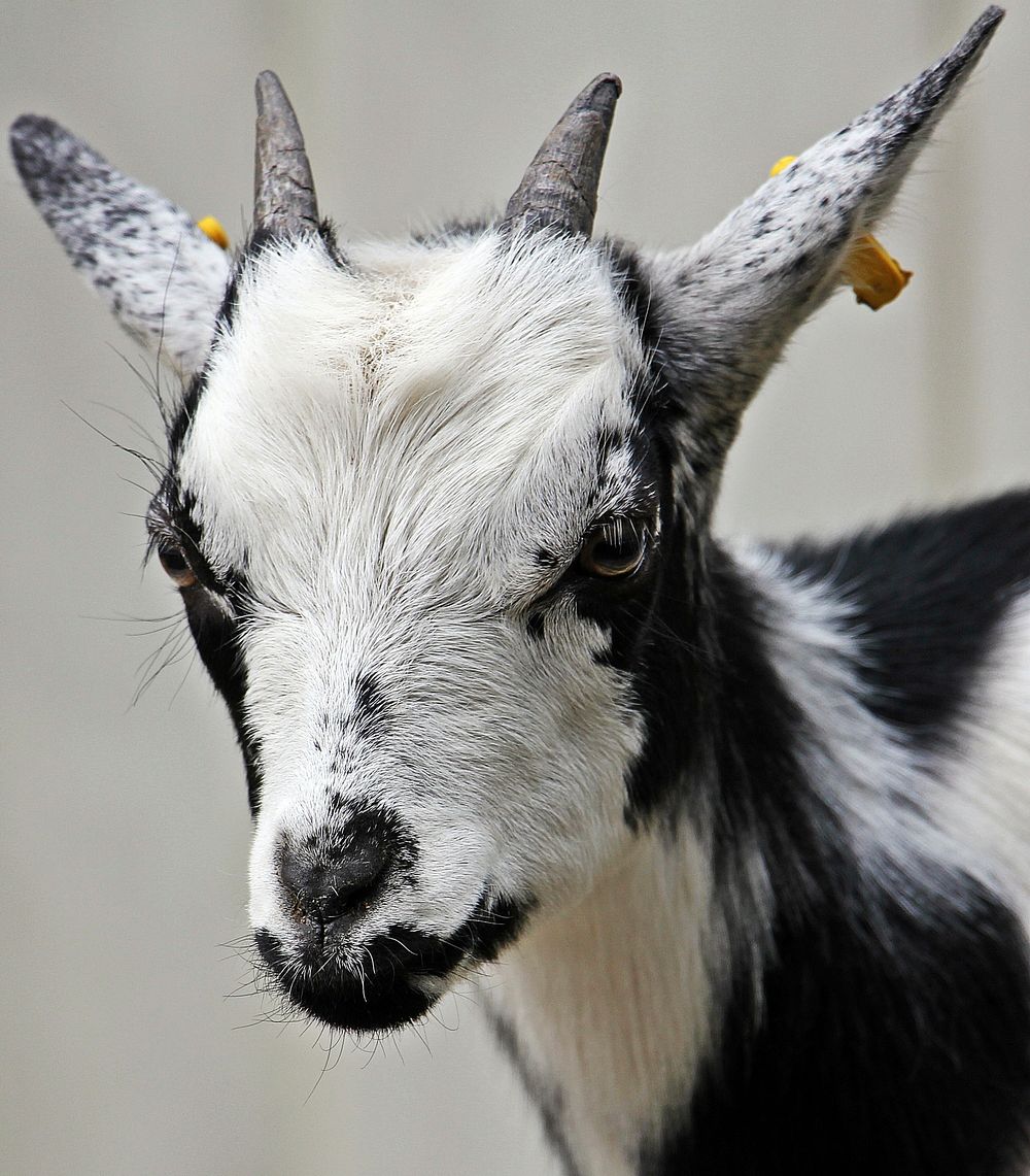 Free close up black and white goat's head image, public domain animal CC0 photo.