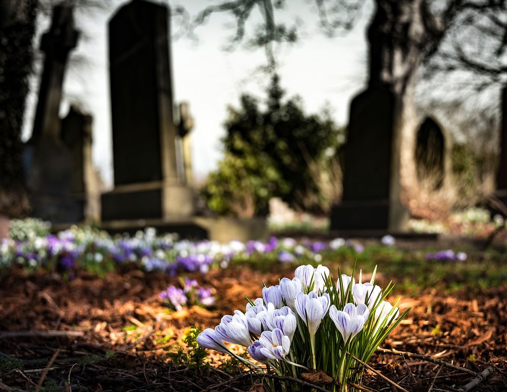 Free crocus image, public domain spring CC0 photo.