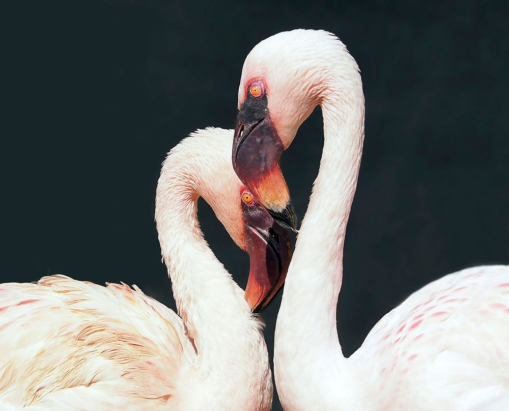Free two white flamingos, heart, love birds photo, public domain animal CC0 image.