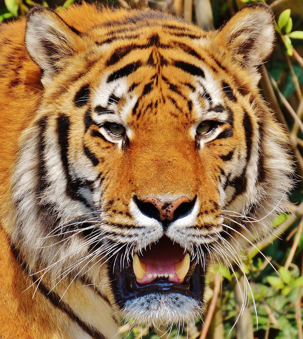 Free tiger image, public domain wild animal CC0 photo.