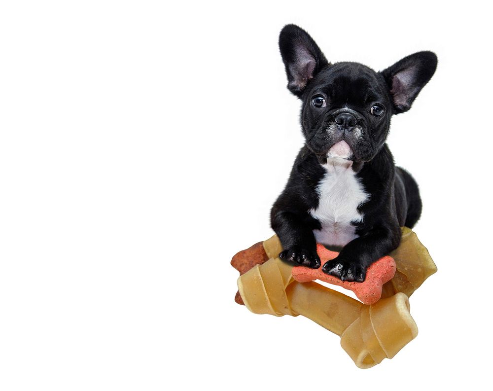 Free black bulldog puppy with treat image, public domain animal CC0 photo.