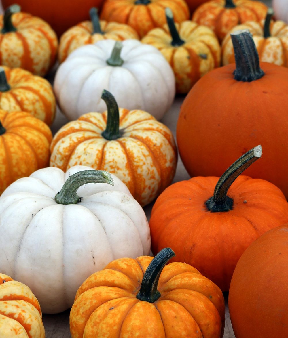 Free group of pumpkins background photo, public domain vegetables CC0 image.