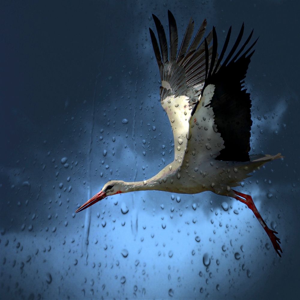 Free crane in the rain image, public domain animal CC0 photo.