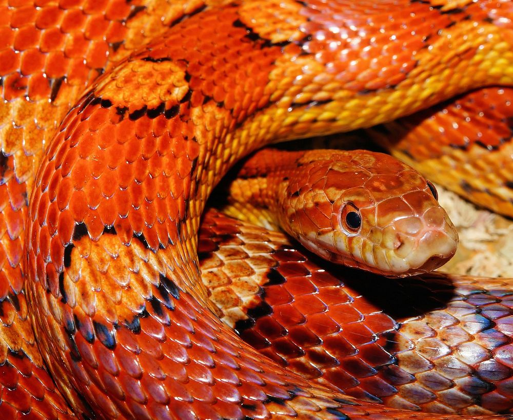 Free snake image, public domain animal CC0 photo.