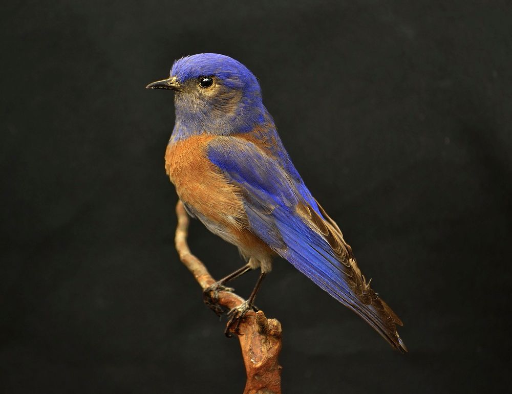Free blue jay with nature background portrait photo, public domain animal CC0 image.