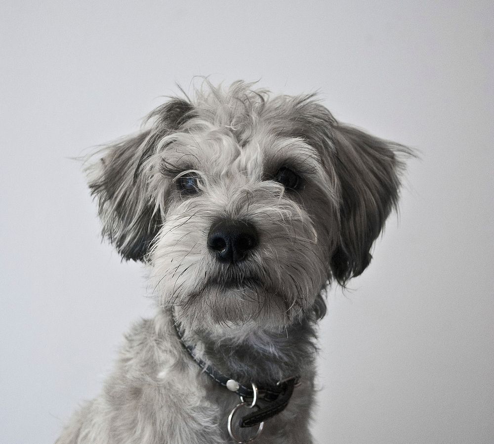 Free miniature schnauzer in monochrome portrait photo, public domain animal CC0 image.