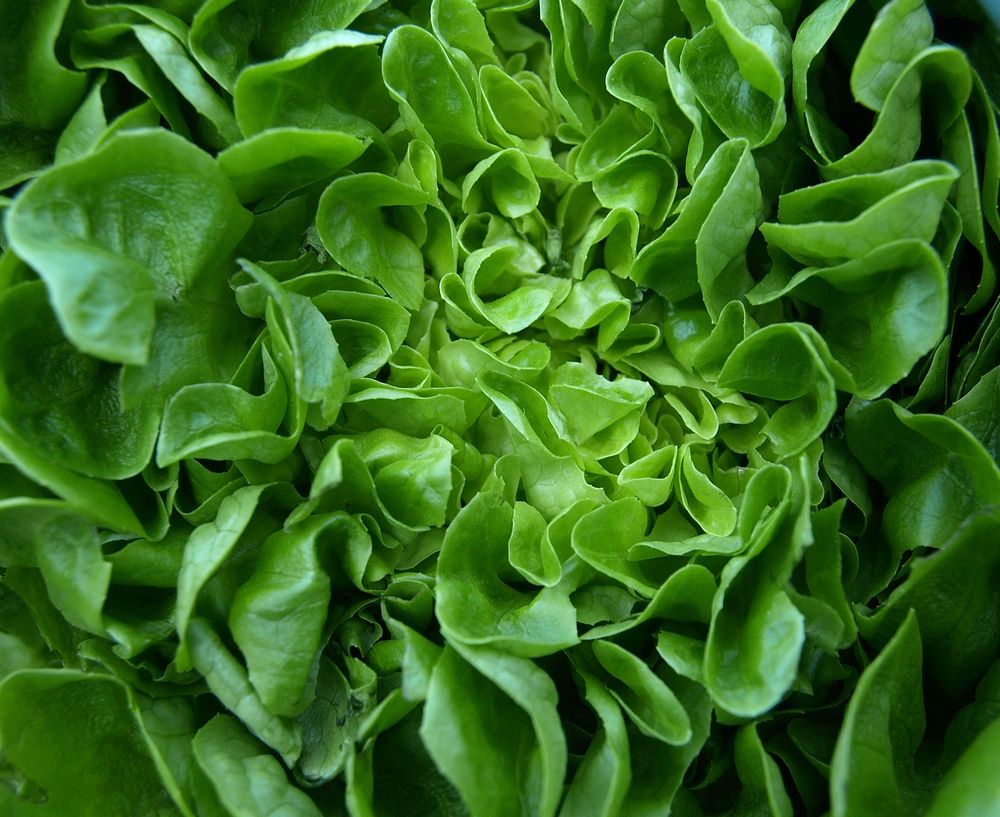 Free lettuce, choy sum close up photo, public domain vegetables CC0 image.