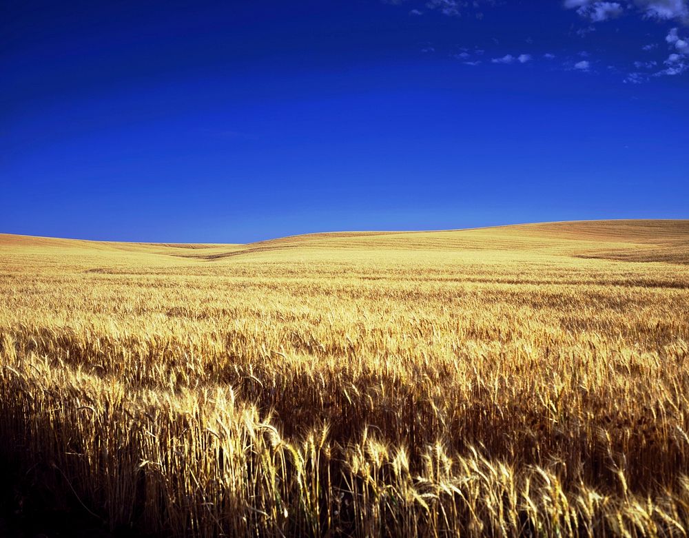 Free golden wheat field. blue sky public domain CC0 photo.