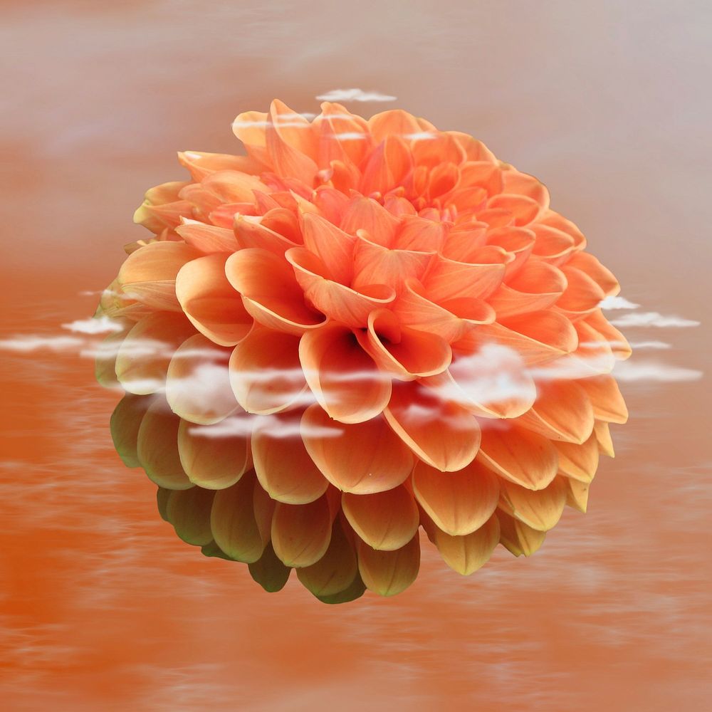 Free orange dahlia image, public domain flower CC0 photo.
