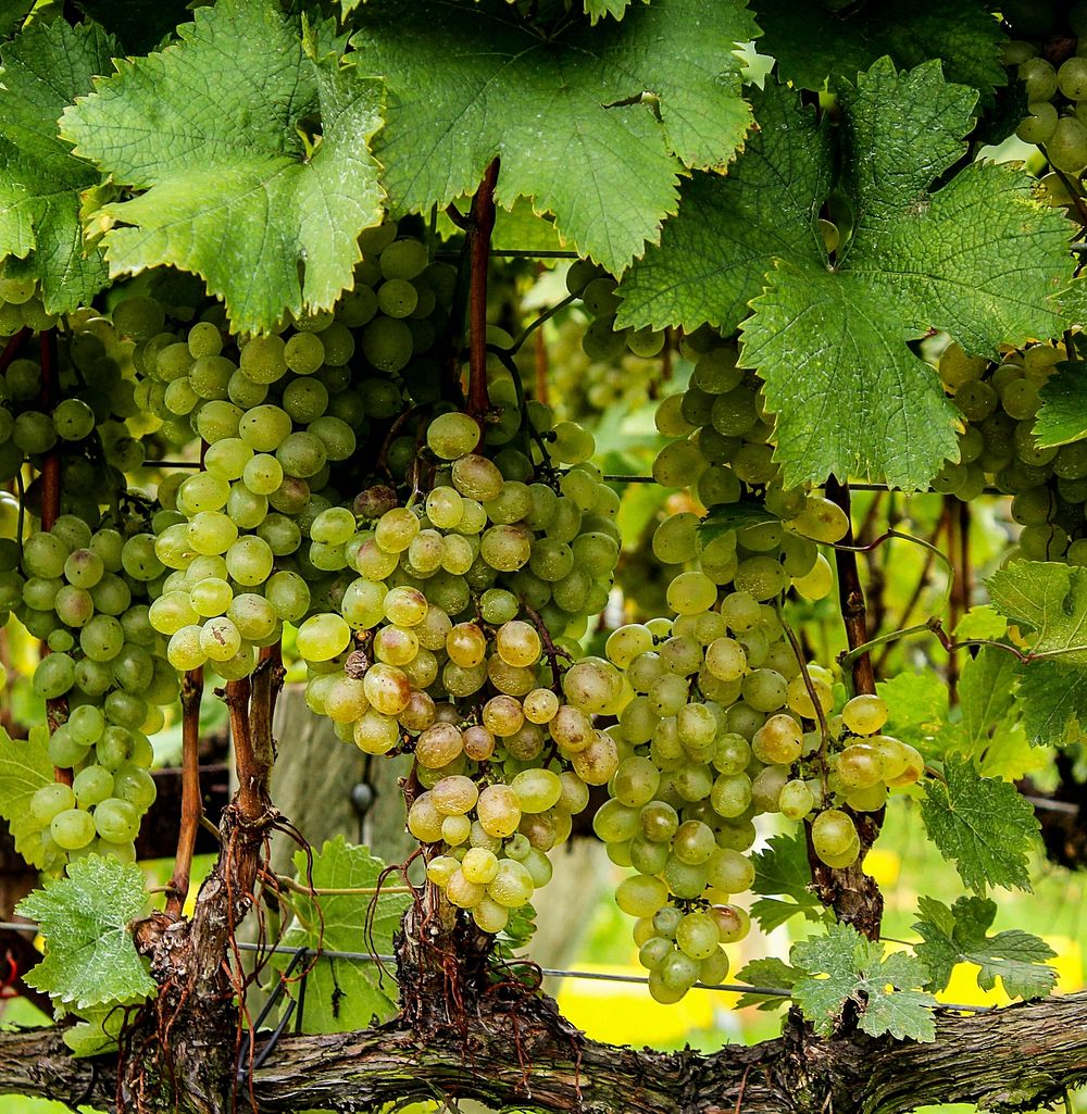 Free grape public domain fruit CC0 photo.