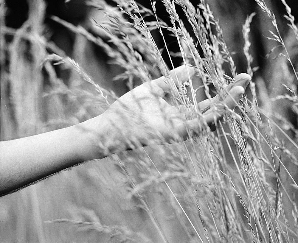 Free wheat grass in hand public domain CC0 photo.