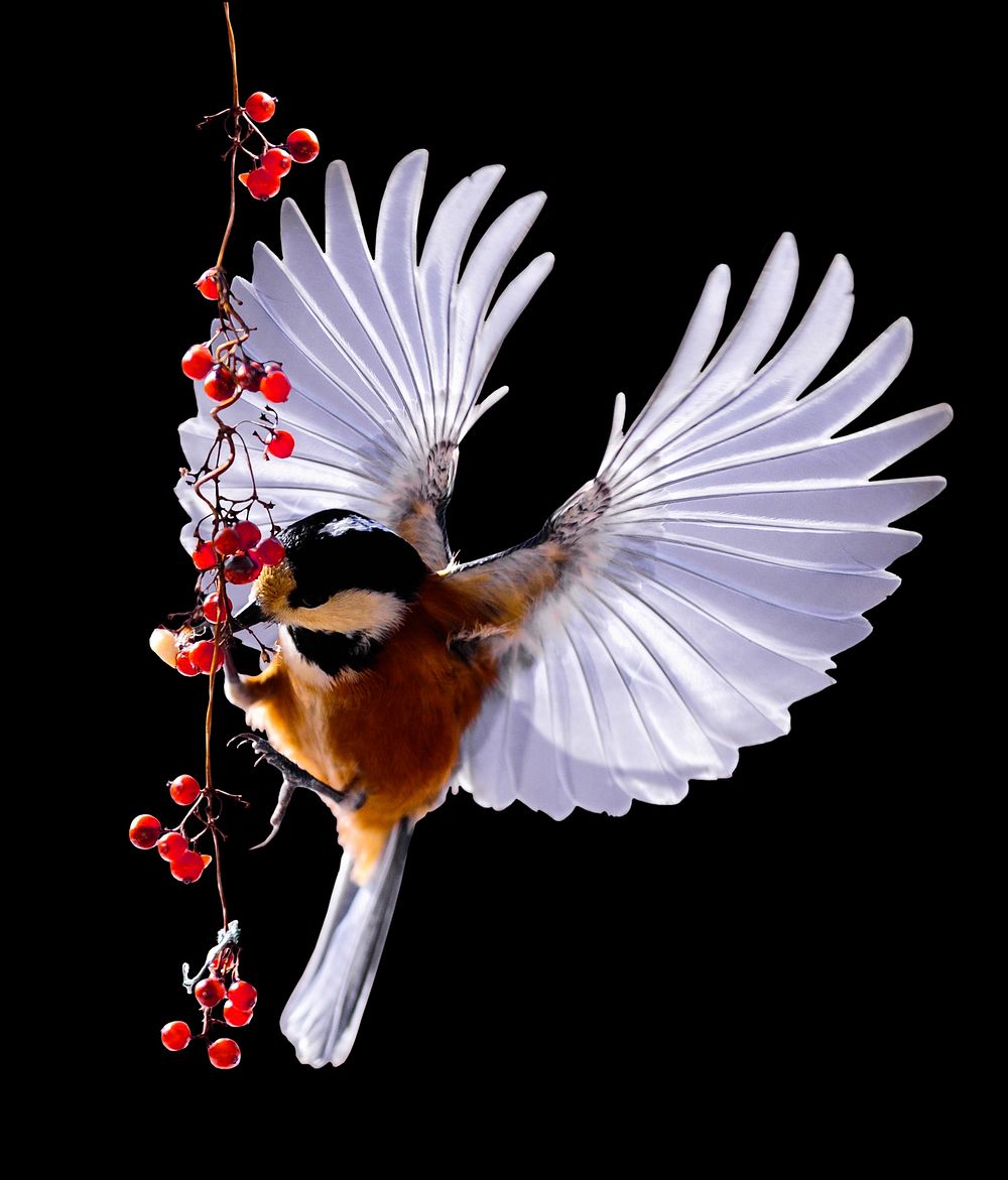 Free brambling bird wings spread image, public domain animal CC0 photo.