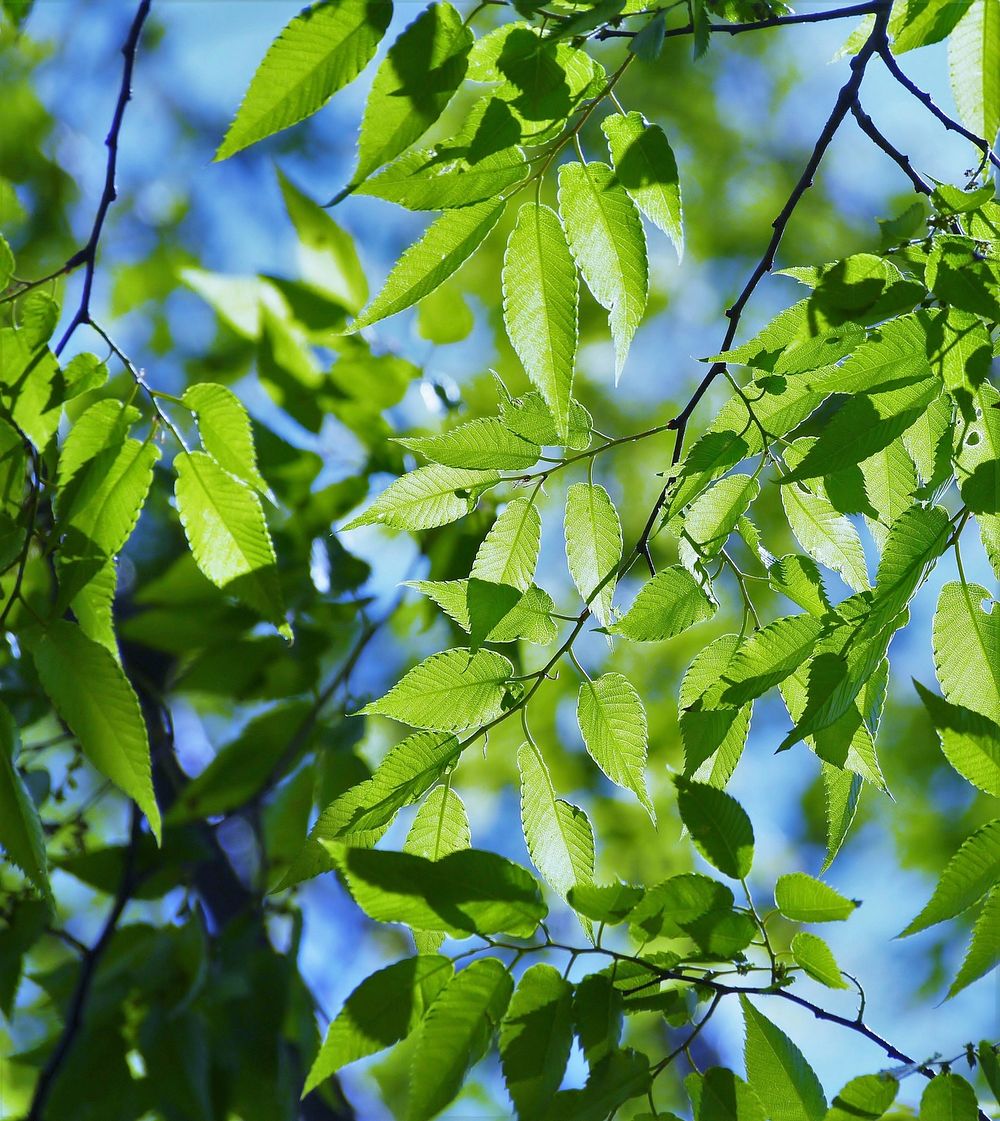 Free leaf on sky image, public domain nature CC0 photo.