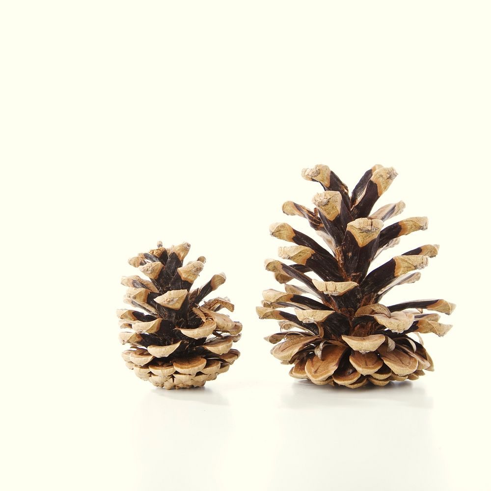 Free closeup image of pinecones on white background, public domain CC0 photo.