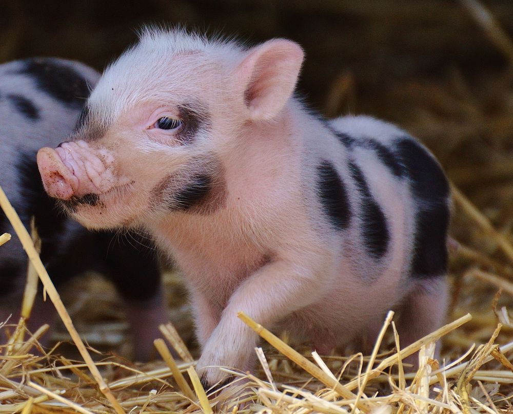 Free piglet image, public domain farm animal CC0 photo.