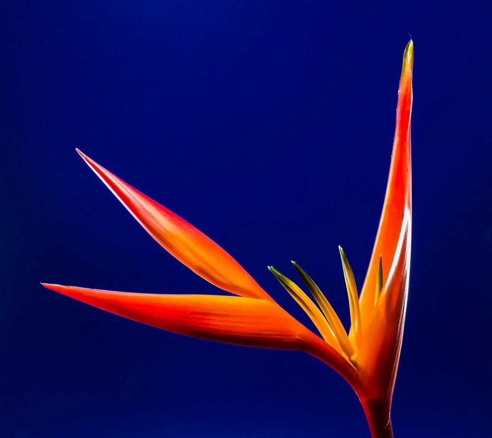 Free bird of paradise flower image, public domain flower CC0 photo.