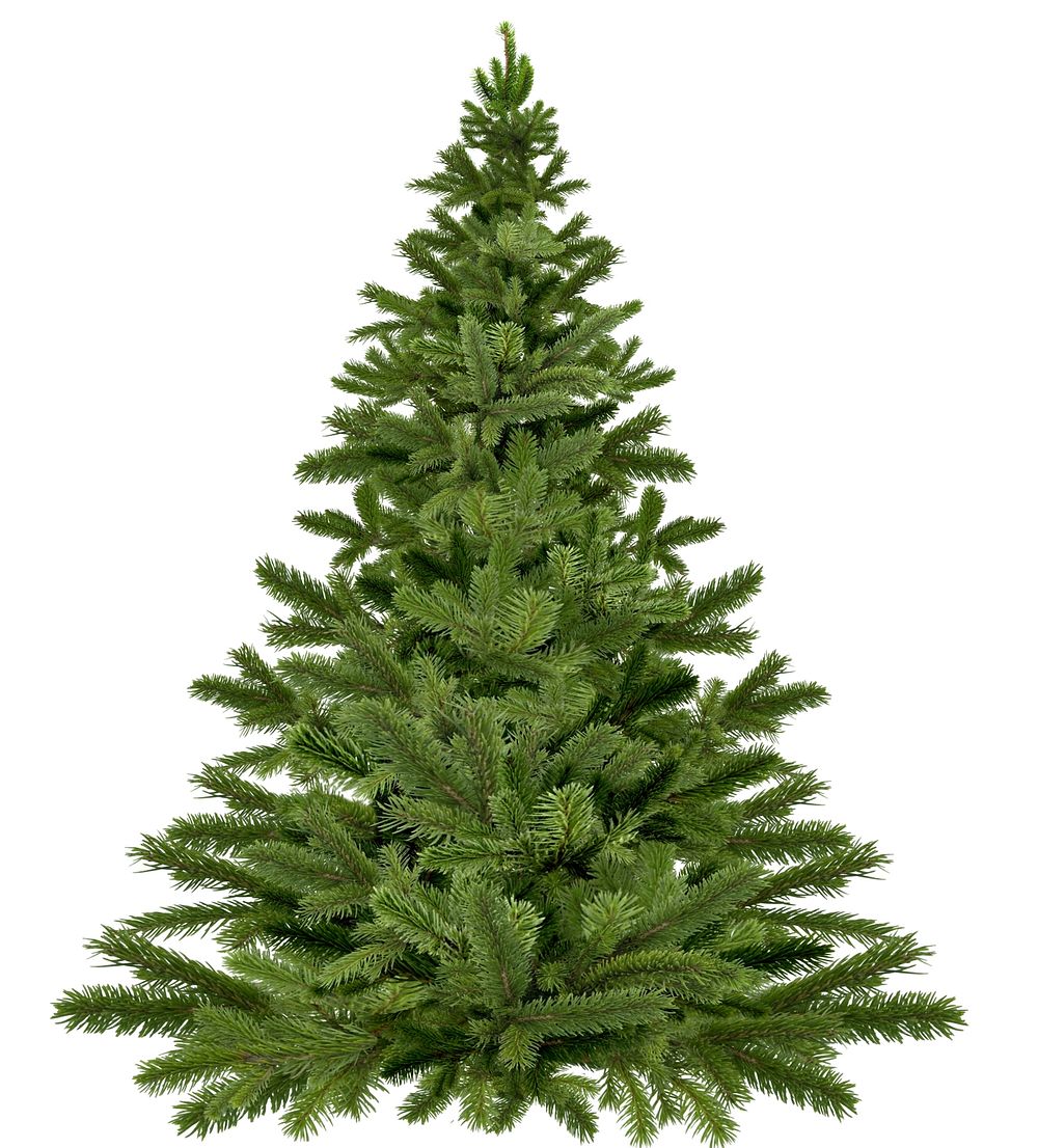 Free Christmas fir tree image, public domain celebration CC0 photo.