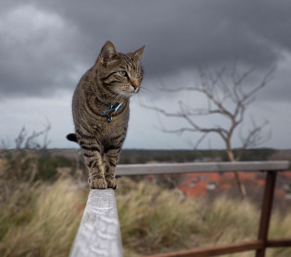 Free cute european shorthair cat image, public domain CC0 photo.