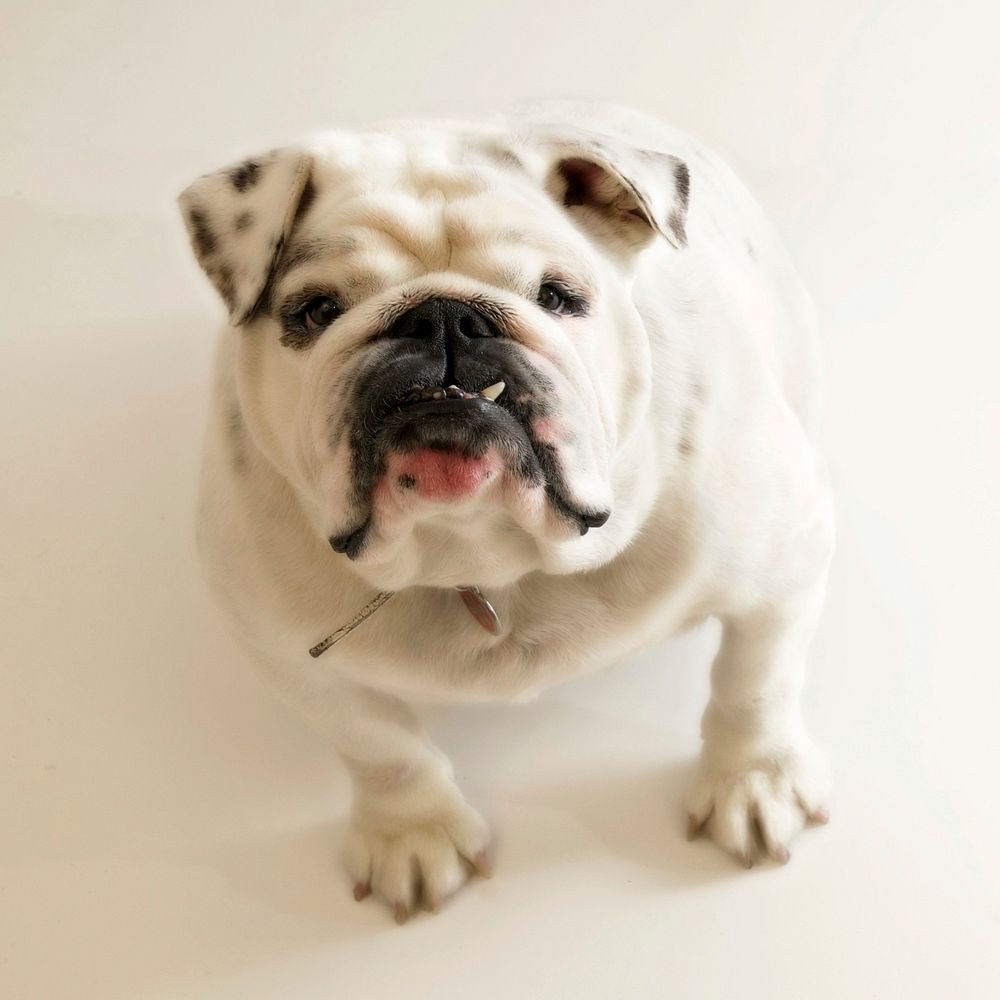 Free English bulldog image, public domain animal CC0 photo.