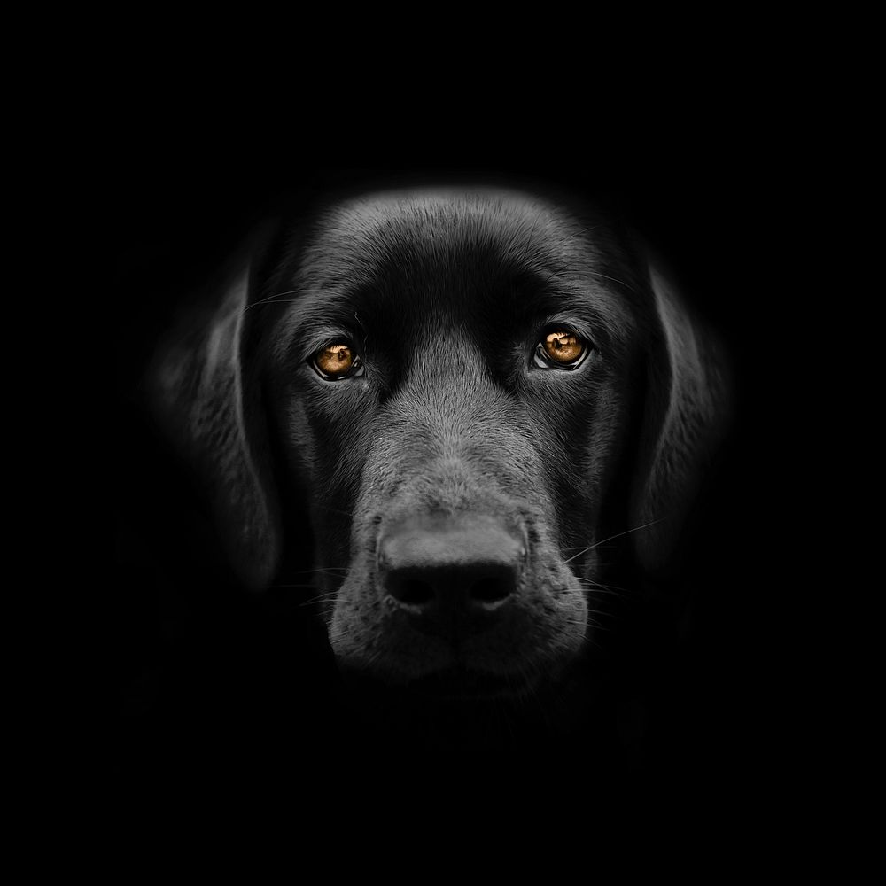 Free black labrador retriever dog image, public domain animal CC0 photo.