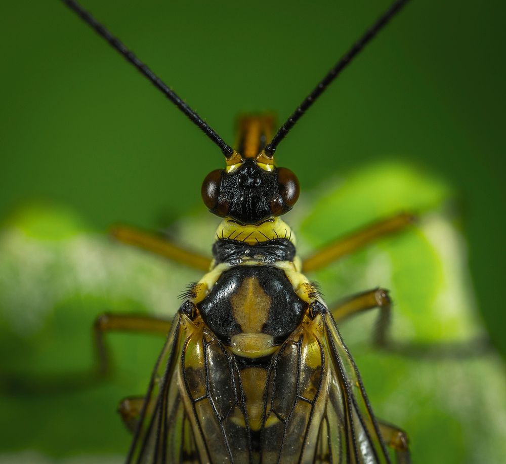 Free macro dragonfly image, public domain animal CC0 photo.