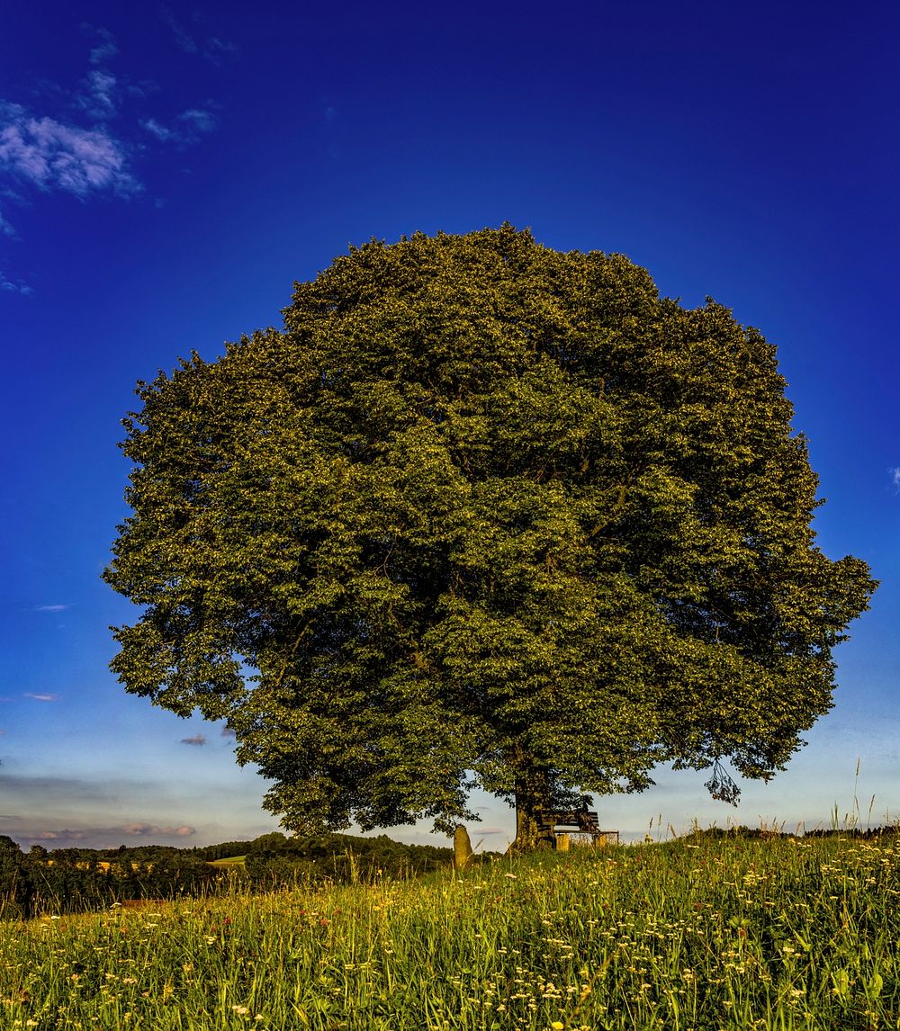 Free large tree and a park bench image, public domain nature CC0 photo.